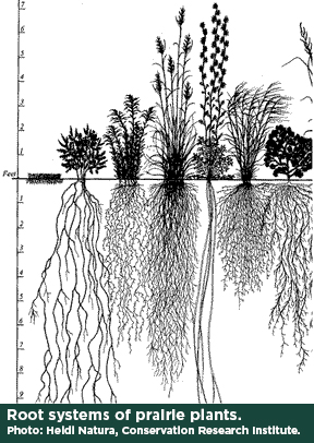 Root systems of prairie plants.